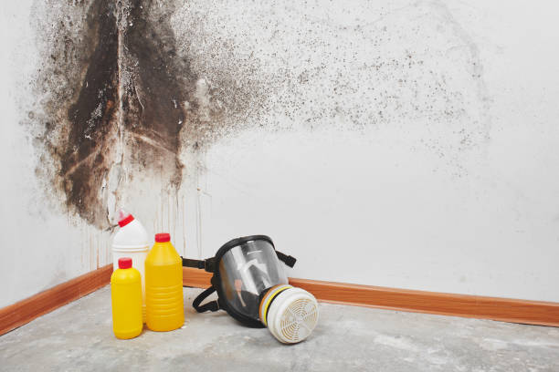 Best Emergency Mold Remediation in Peculiar, MO