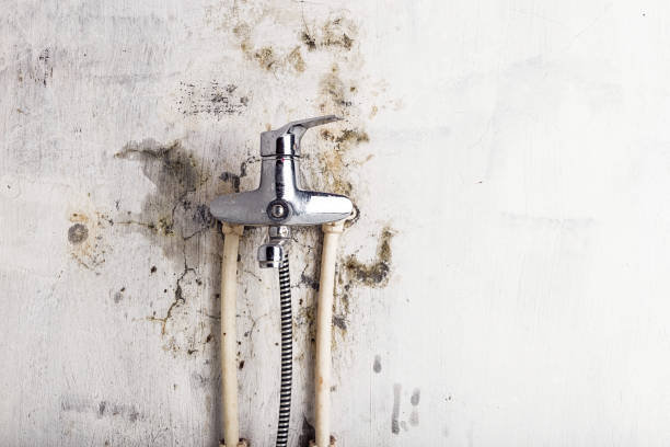 Best Black Mold Remediation in Peculiar, MO