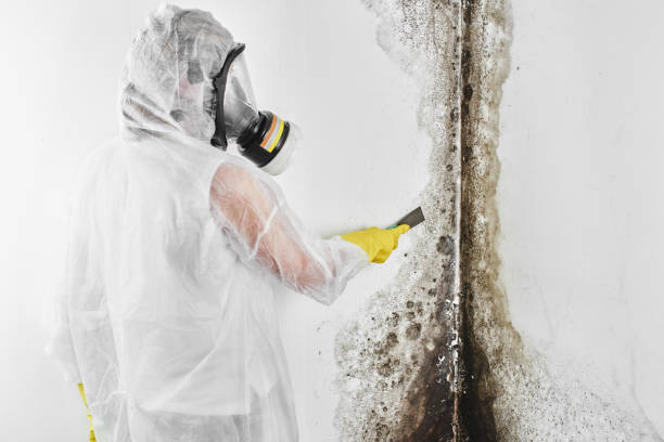 Best Industrial Mold Remediation in Peculiar, MO
