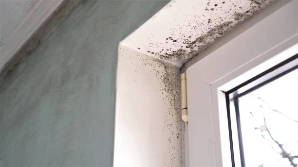 Best Bathroom Mold Remediation in Peculiar, MO