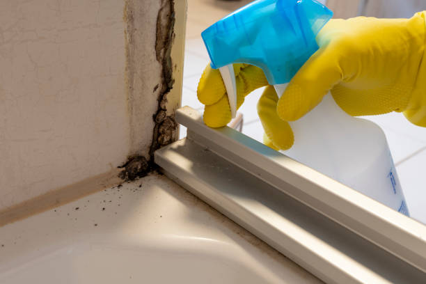 Best HVAC Mold Remediation in Peculiar, MO