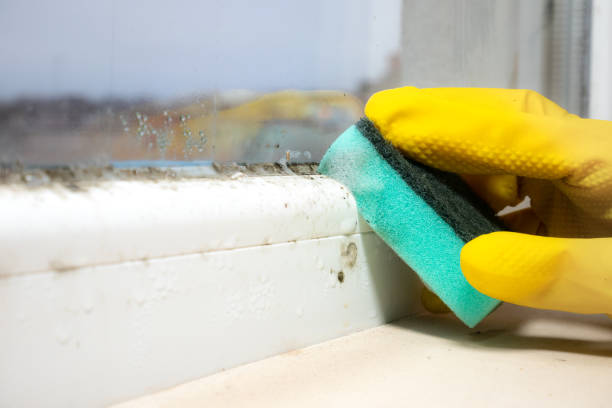 Best Post-Flood Mold Remediation in Peculiar, MO