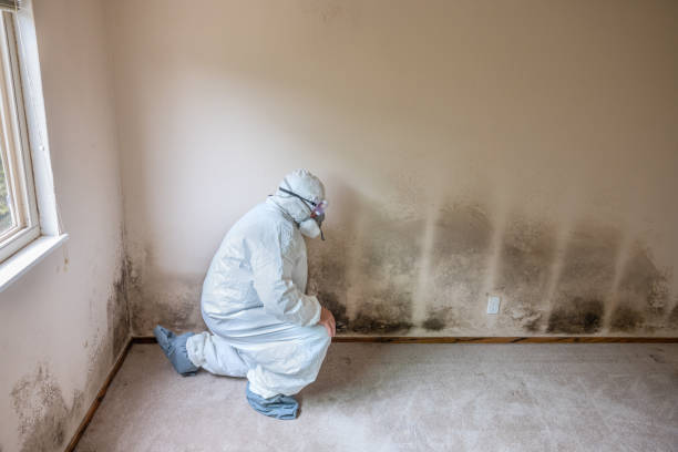 Best Attic Mold Remediation in Peculiar, MO