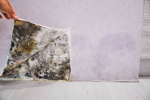 Best Residential Mold Remediation in Peculiar, MO